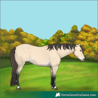 Horse Color:Unknown 