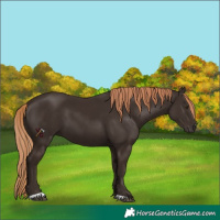 Horse Color:Liver Chestnut 