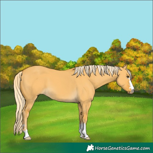 Horse Color:Unknown 