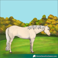 Horse Color:Unknown 