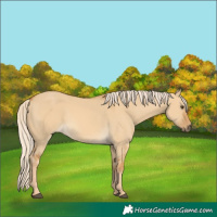 Horse Color:Palomino Dun 