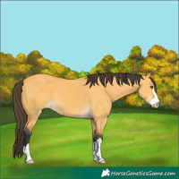 Horse Color:Buckskin Dun