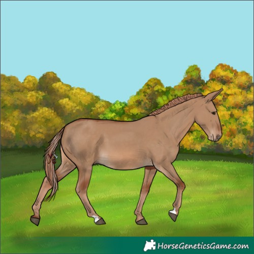 Horse Color:Red Dun