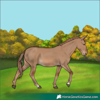 Horse Color:Red Dun 