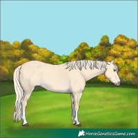 Horse Color:Palomino Dun 