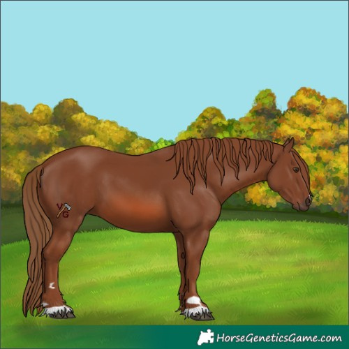 Horse Color:Chestnut 