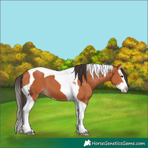 Horse Color:Bay Splash Tobiano 