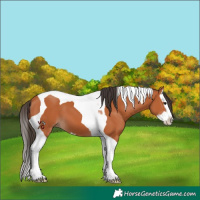 Horse Color:Bay Splash Tobiano