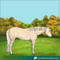 Horse Color:Palomino Dun