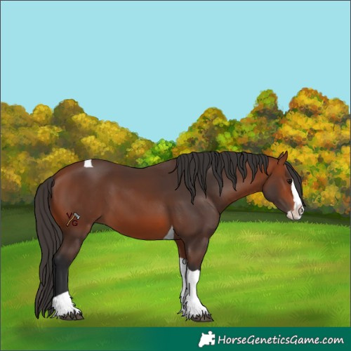Horse Color:Bay Splash Tobiano 