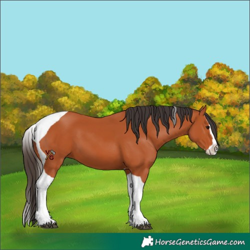 Horse Color:Bay Splash Tobiano