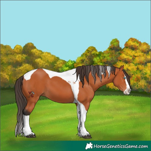 Horse Color:Bay Splash Tobiano 