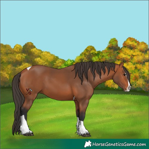 Horse Color:Bay Splash Tobiano 