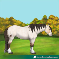 Horse Color:Bay Roan Dun Splash 