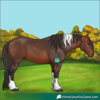 Horse Color:Bay Tobiano 