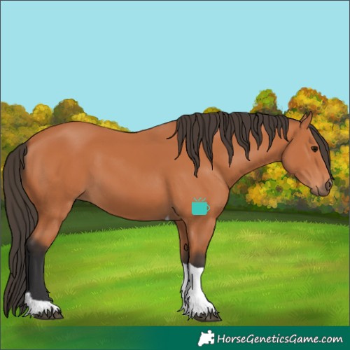 Horse Color:Bay Tobiano