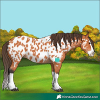 Horse Color:Bay Splash Near Leopard 