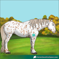 Horse Color:Chestnut Splash Near Leopard 