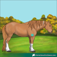 Horse Color:Chestnut Tobiano 