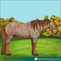 Horse Color:Gray Red Roan 