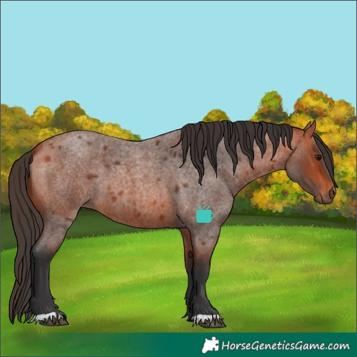 Horse Color:Bay Roan 