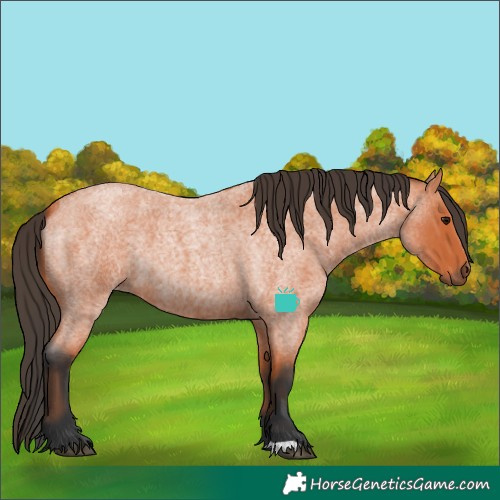 Horse Color:Bay Roan