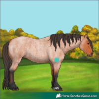 Horse Color:Bay Roan