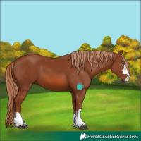 Horse Color:Chestnut 