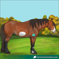 Horse Color:Bay Frame 