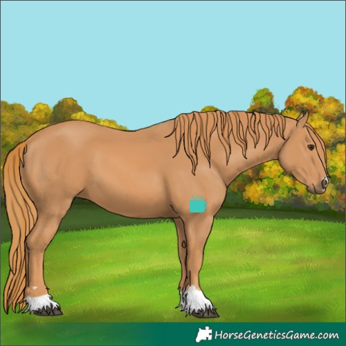 Horse Color:Chestnut 