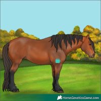 Horse Color:Bay 
