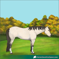 Horse Color:Buckskin Roan Dun Tobiano