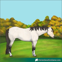 Horse Color:Buckskin Roan Dun Tobiano 