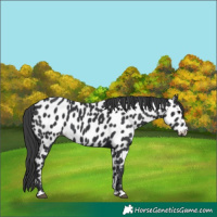 Horse Color:Unknown 