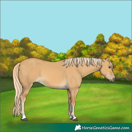 Horse Color:Palomino Dun 