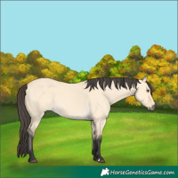 Horse Color:Buckskin Dun