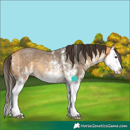 Horse Color:White Spotted Buckskin Splash Rabicano 
