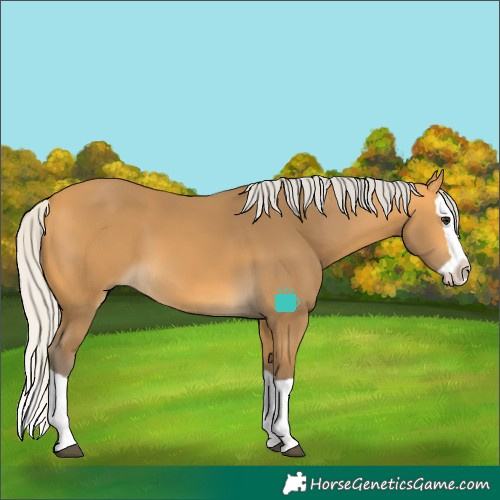 Horse Color:Silver Buckskin Splash 