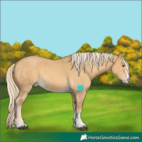 Horse Color:Palomino Dun Sabino