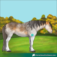 Horse Color:White Spotted Buckskin