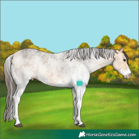 Horse Color:White Spotted Buckskin 