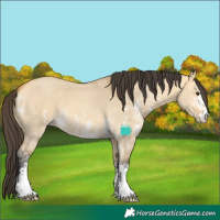 Horse Color:Buckskin Dun Sabino 