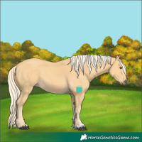 Horse Color:Palomino