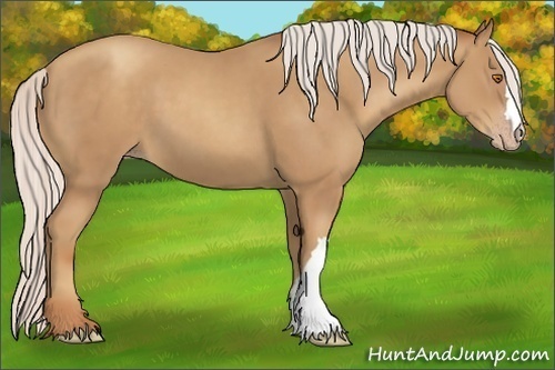 Horse Color:Silver Classic Champagne 