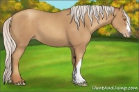 Horse Color:Silver Classic Champagne