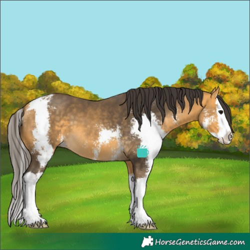 Horse Color:Buckskin Sabino Splash 