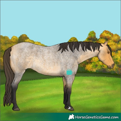 Horse Color:Buckskin Roan Rabicano 