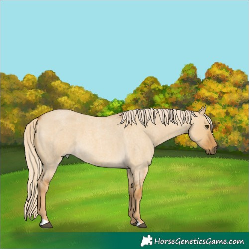 Horse Color:Palomino Roan Dun