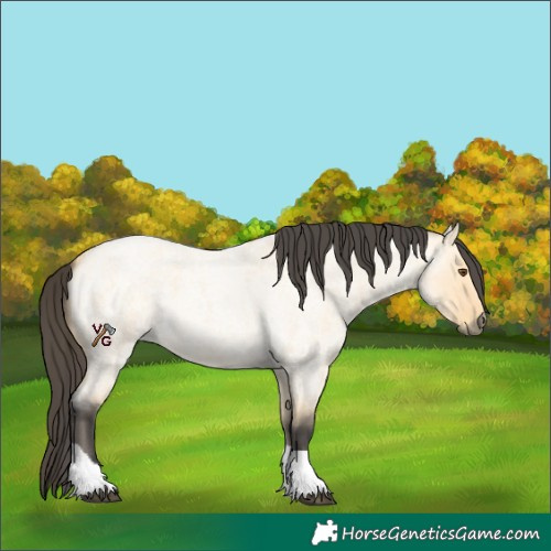 Horse Color:Buckskin Roan Dun Tobiano