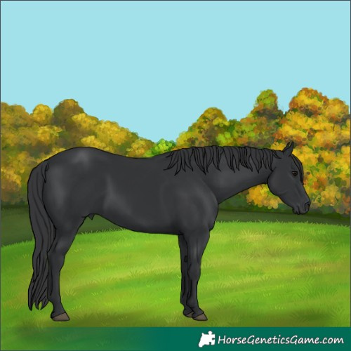 Horse Color:Black 